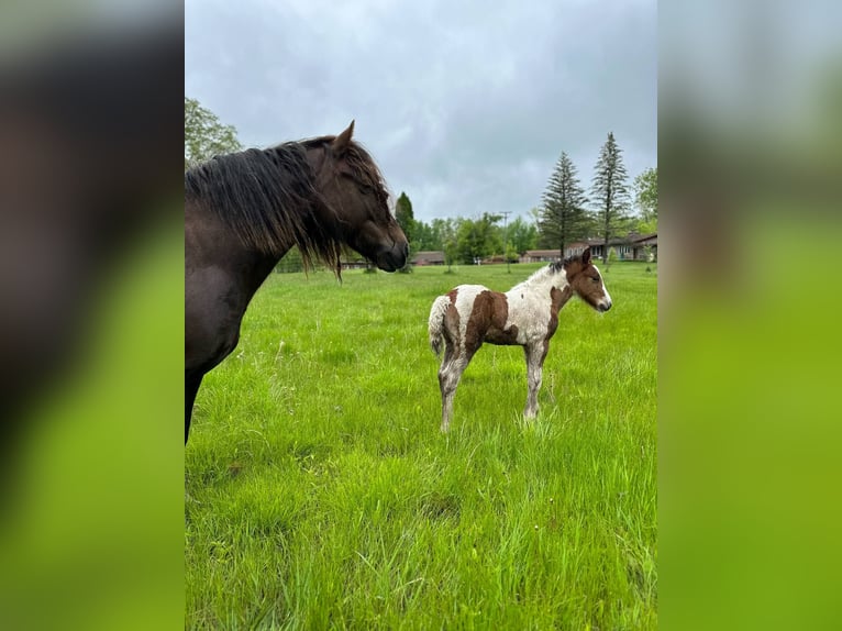 Cob Irlandese / Tinker / Gypsy Vanner Stallone Puledri (05/2025) 152 cm Baio ciliegia in South Lyon