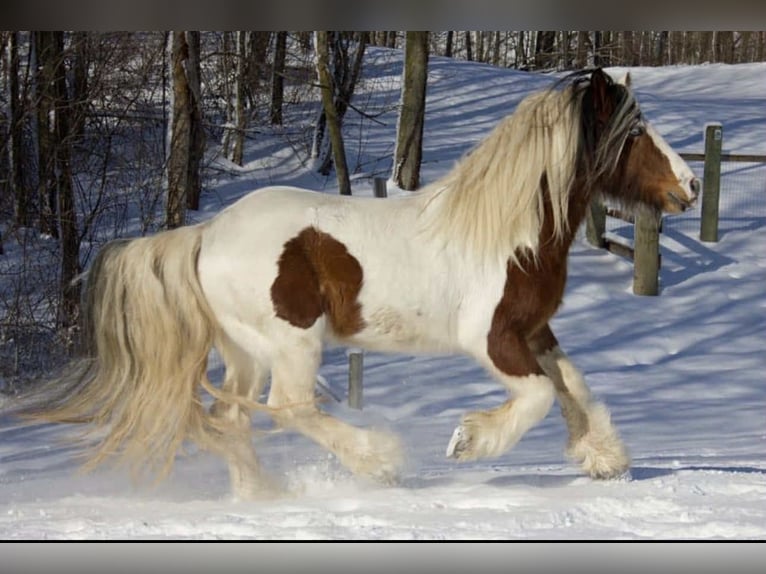 Cob Irlandese / Tinker / Gypsy Vanner Stallone Puledri (05/2025) 152 cm Baio ciliegia in South Lyon