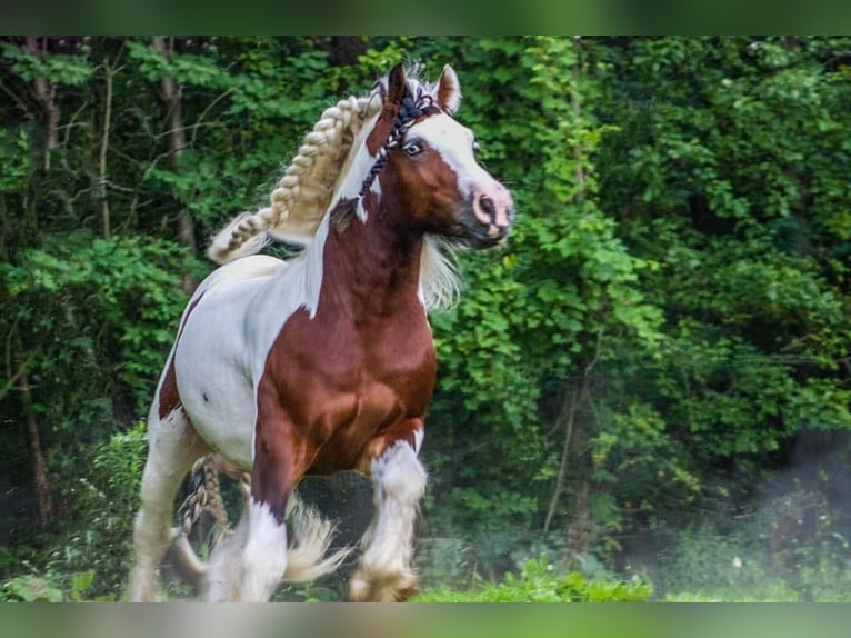 Cob Irlandese / Tinker / Gypsy Vanner Stallone Puledri (05/2025) 152 cm Baio ciliegia in South Lyon