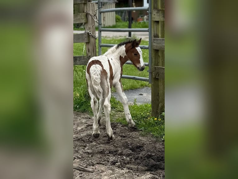 Cob Irlandese / Tinker / Gypsy Vanner Stallone Puledri (05/2025) 152 cm Baio ciliegia in South Lyon