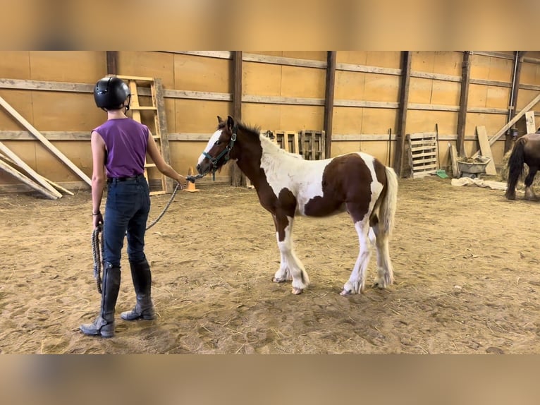 Cob Irlandese / Tinker / Gypsy Vanner Stallone Puledri (05/2025) 152 cm Baio ciliegia in South Lyon