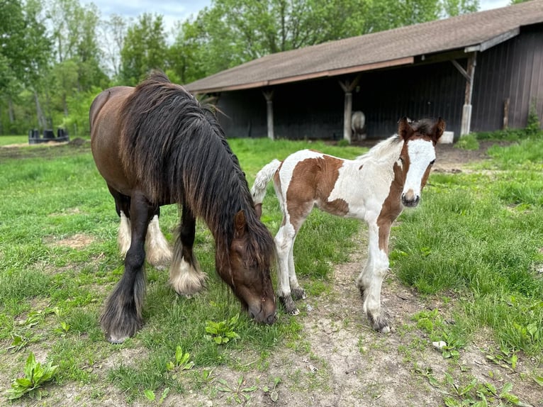 Cob Irlandese / Tinker / Gypsy Vanner Stallone Puledri (05/2025) 152 cm Baio ciliegia in South Lyon