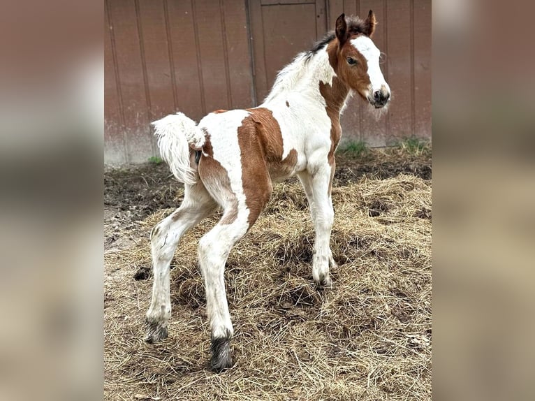 Cob Irlandese / Tinker / Gypsy Vanner Stallone Puledri (05/2025) 152 cm Baio ciliegia in South Lyon