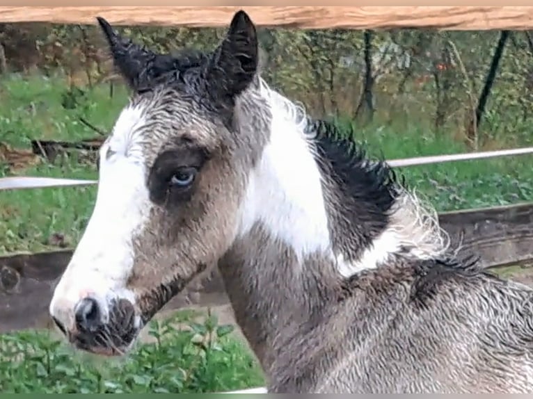Cob Irlandese / Tinker / Gypsy Vanner Stallone Puledri (04/2026) 152 cm  in Rathenow