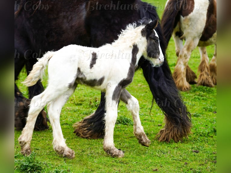 Cob Irlandese / Tinker / Gypsy Vanner Stallone Puledri (01/2026) 155 cm  in kerry