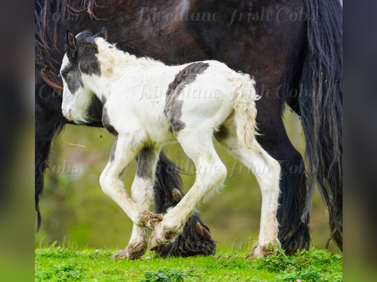 Cob Irlandese / Tinker / Gypsy Vanner Stallone Puledri (01/2026) 155 cm  in kerry