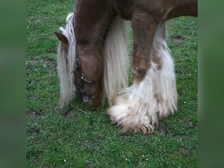 Cob Irlandese / Tinker / Gypsy Vanner Stallone  155 cm Morello in Calden