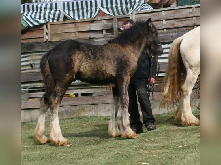 Cob Irlandese / Tinker / Gypsy Vanner Stallone  155 cm Morello in Calden