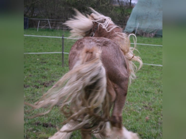 Cob Irlandese / Tinker / Gypsy Vanner Stallone  155 cm Morello in Calden