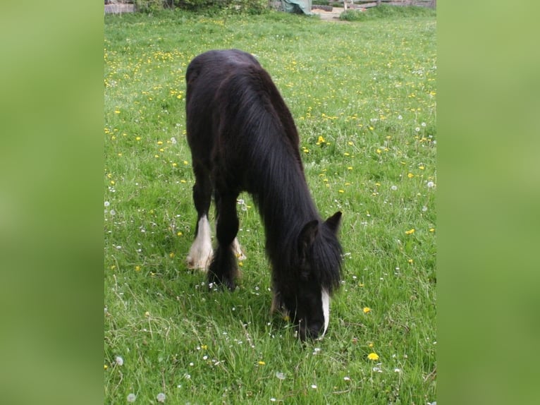 Cob Irlandese / Tinker / Gypsy Vanner Stallone  155 cm Morello in Calden