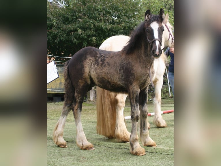 Cob Irlandese / Tinker / Gypsy Vanner Stallone  155 cm Morello in Calden