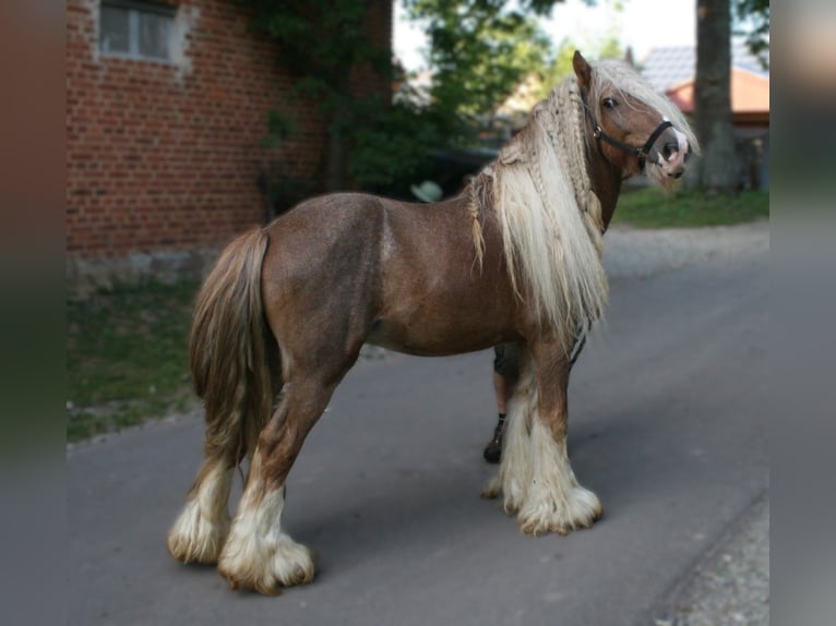 Cob Irlandese / Tinker / Gypsy Vanner Stallone  155 cm Morello in Calden