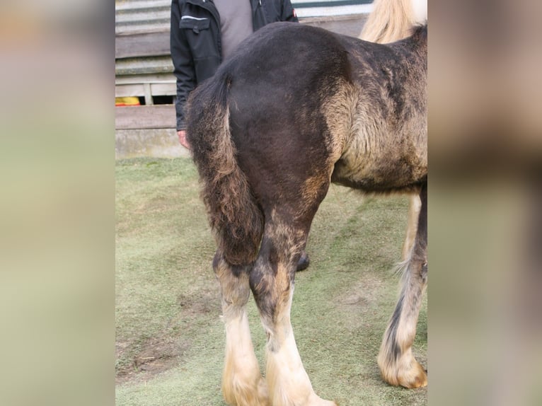 Cob Irlandese / Tinker / Gypsy Vanner Stallone  155 cm Morello in Calden