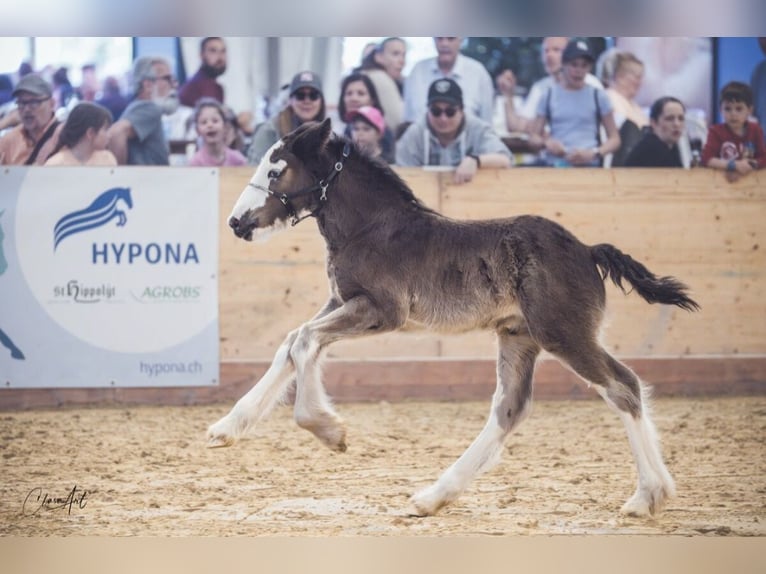 Cob Irlandese / Tinker / Gypsy Vanner Stallone  160 cm Morello in Worb