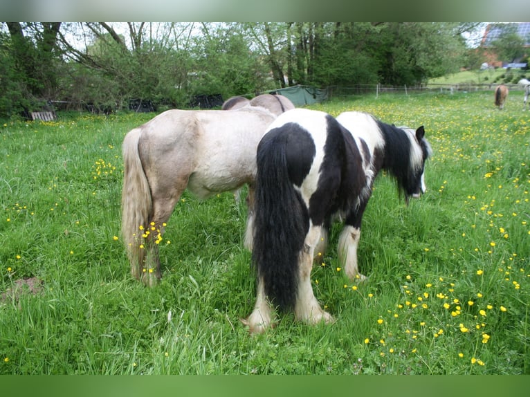 Cob Irlandese / Tinker / Gypsy Vanner Stallone  in Calden