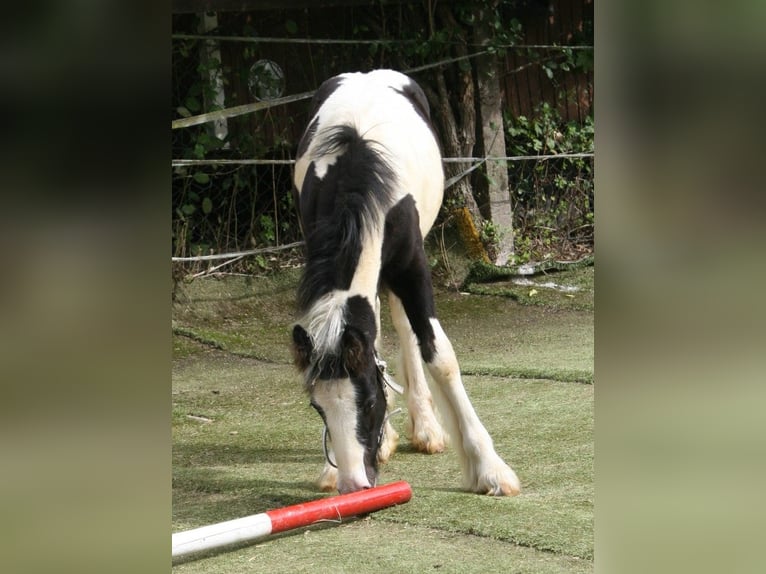 Cob Irlandese / Tinker / Gypsy Vanner Stallone  in Calden