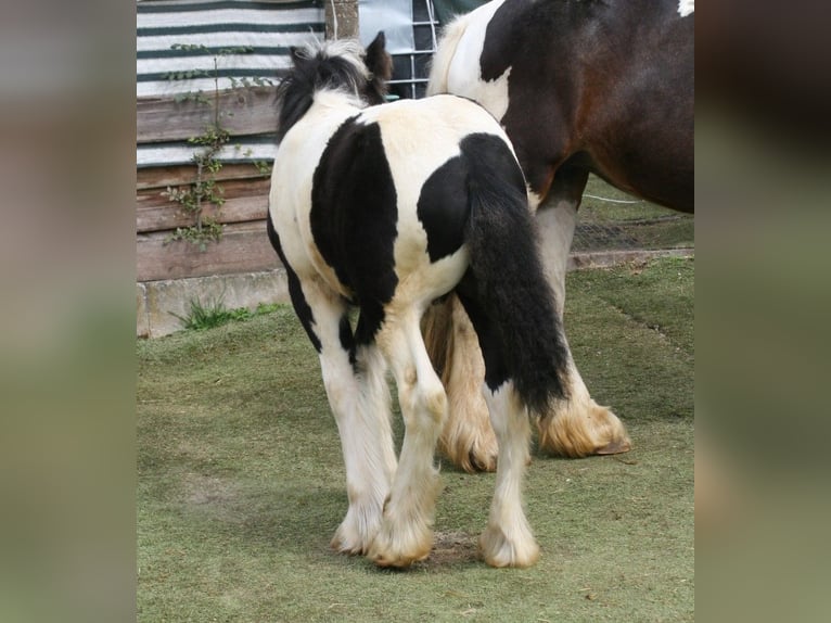 Cob Irlandese / Tinker / Gypsy Vanner Stallone  in Calden
