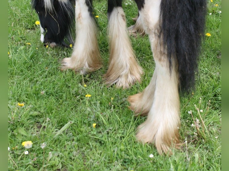 Cob Irlandese / Tinker / Gypsy Vanner Stallone  in Calden