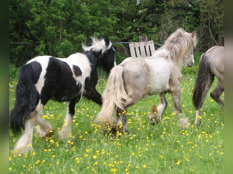 Cob Irlandese / Tinker / Gypsy Vanner Stallone  in Calden