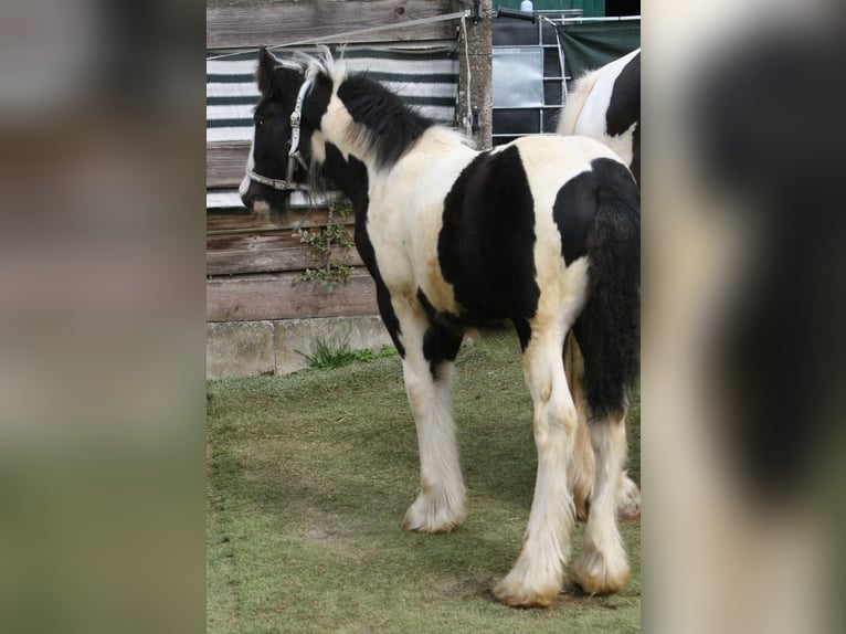 Cob Irlandese / Tinker / Gypsy Vanner Stallone  in Calden