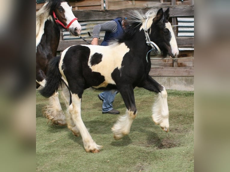 Cob Irlandese / Tinker / Gypsy Vanner Stallone  in Calden