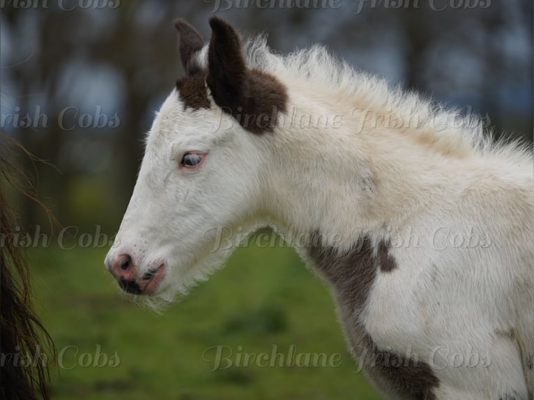 Cob Irlandese / Tinker / Gypsy Vanner Stallone Puledri (01/2026)  in kerry