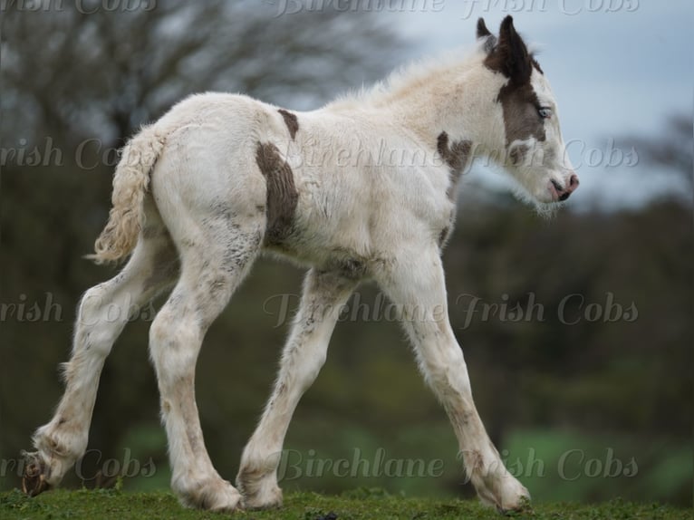 Cob Irlandese / Tinker / Gypsy Vanner Stallone Puledri (01/2026)  in kerry
