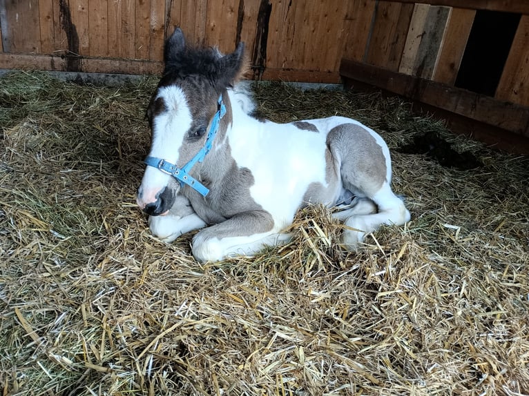 Cob Irlandese / Tinker / Gypsy Vanner Stallone Puledri (04/2026)  in Hebertsfelden