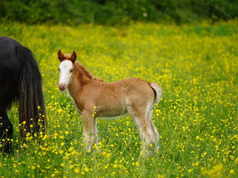 Cob Irlandese / Tinker / Gypsy Vanner Stallone Puledri (04/2026)  in kerry