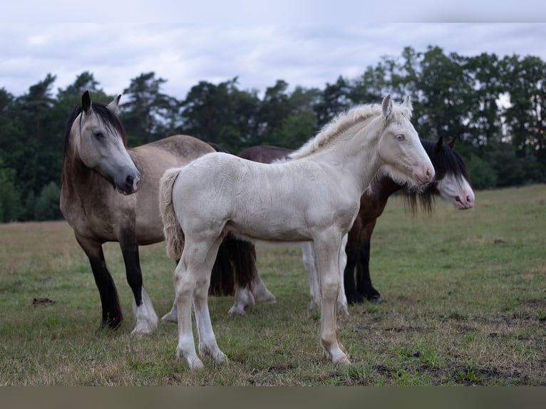 Cob Irlandese / Tinker / Gypsy Vanner Stallone Puledri (05/2025) Pearl in Hanstedt