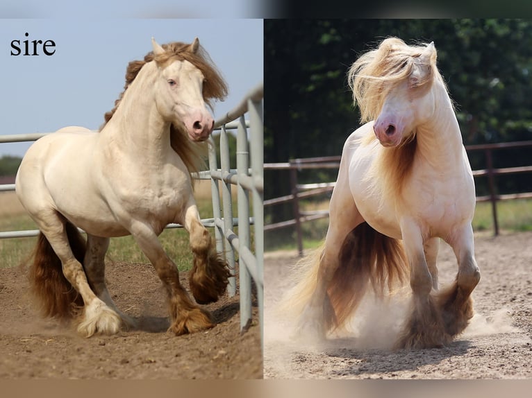 Cob Irlandese / Tinker / Gypsy Vanner Stallone Puledri (03/2025) Perlino in Stryk&#xF3;w
