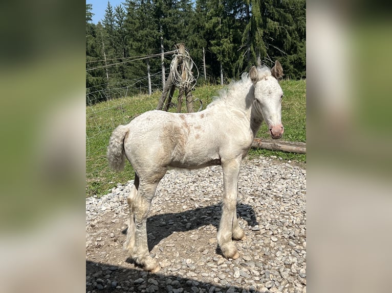 Cob Irlandese / Tinker / Gypsy Vanner Stallone Puledri (07/2025) Pezzato in B&#xF6;bing