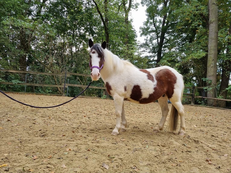 Cob Jument 10 Ans 137 cm Pinto in Ulm