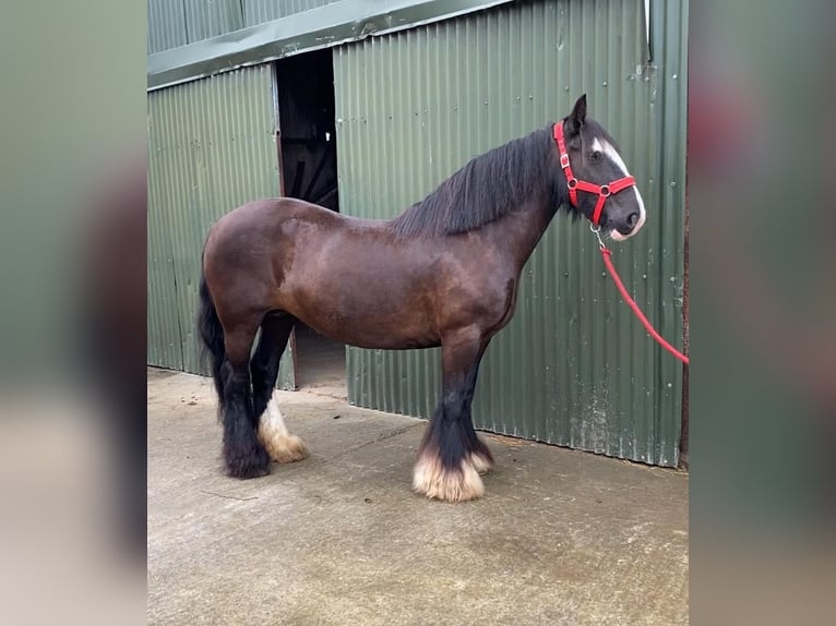 Cob Jument 10 Ans 140 cm in Sligo