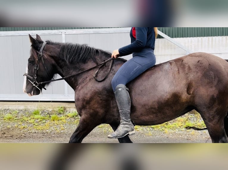 Cob Jument 10 Ans 140 cm in Sligo