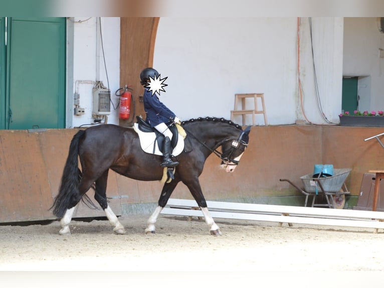 Cob Jument 11 Ans 146 cm Noir in Althaus