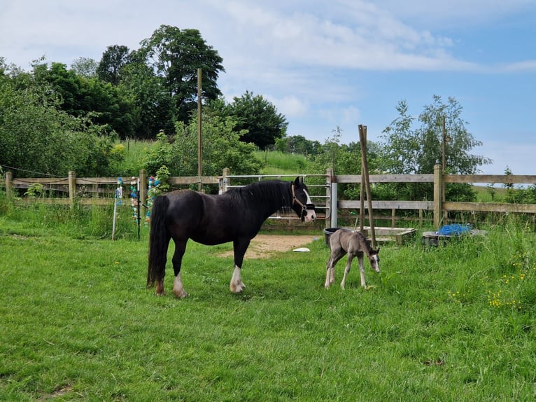 Cob Jument 11 Ans 146 cm Noir in Althaus