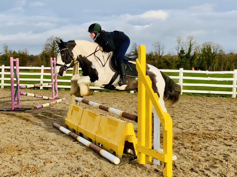 Cob Jument 12 Ans 148 cm Pinto in Mountrath