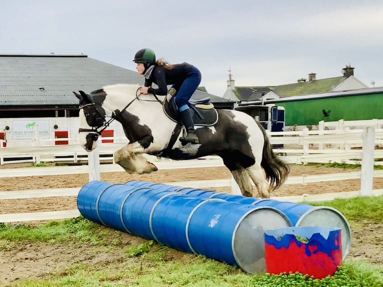 Cob Jument 12 Ans 148 cm Pinto in Mountrath