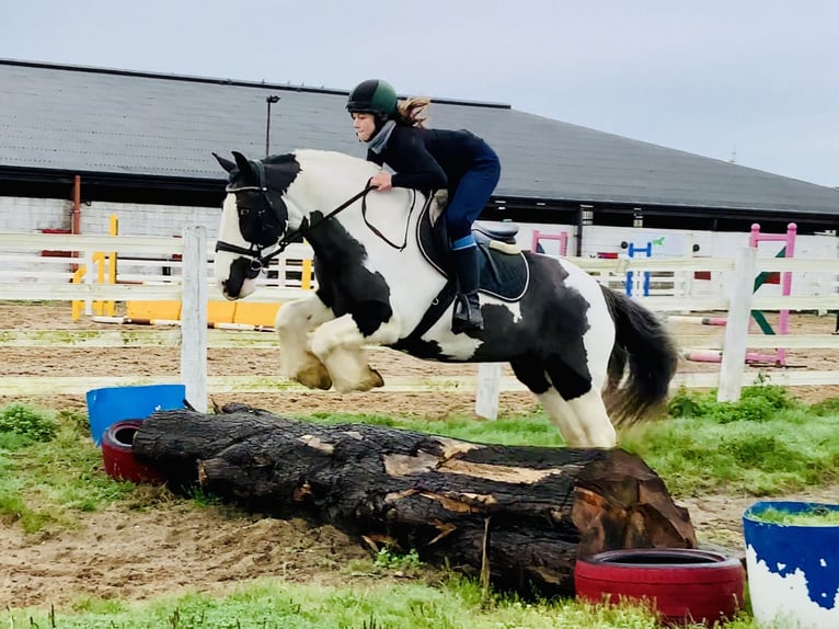 Cob Jument 12 Ans 148 cm Pinto in Mountrath