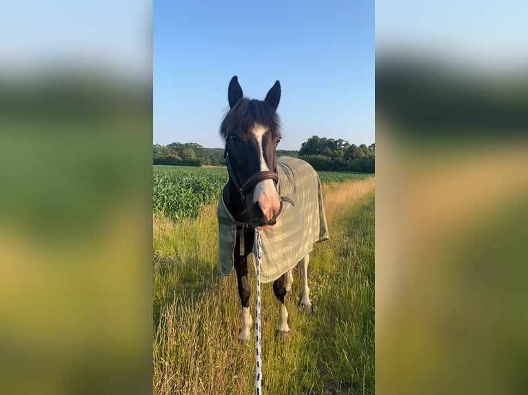 Cob Croisé Jument 13 Ans 152 cm Pinto in Bramsche