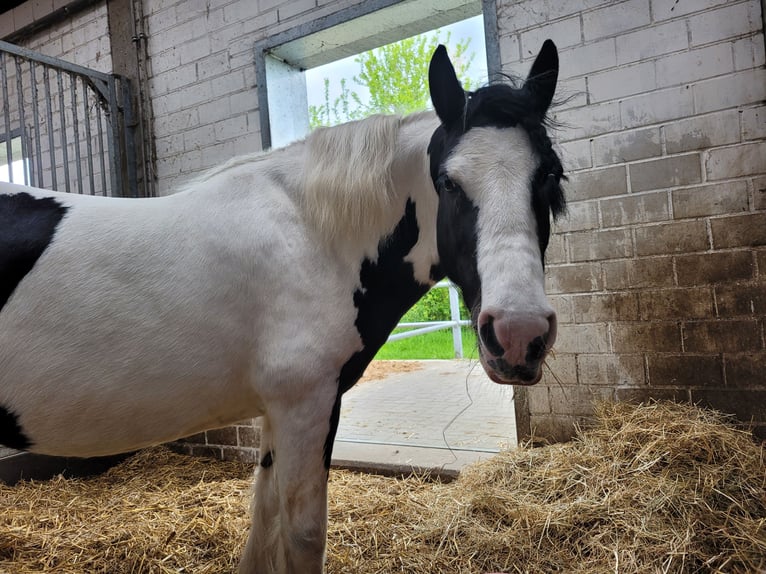 Cob Jument 14 Ans 113 cm Pinto in Varel Dangastermoor