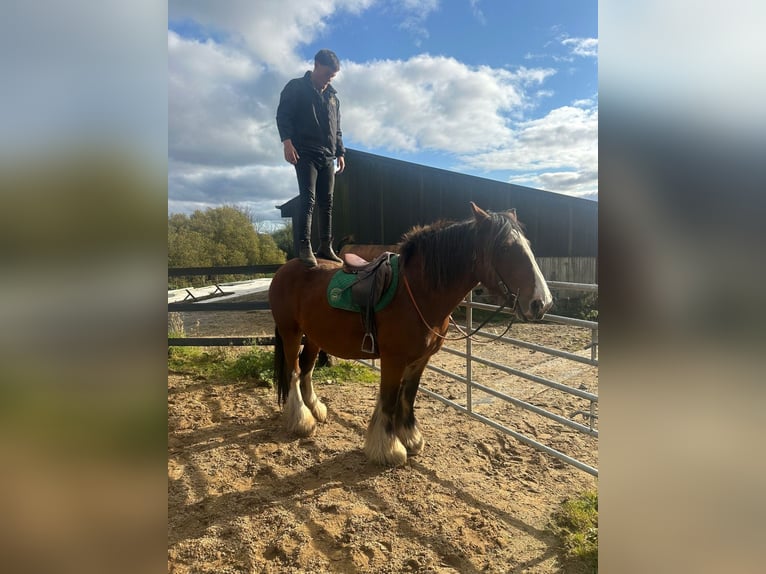 Cob Jument 14 Ans 157 cm Bai cerise in Killarney