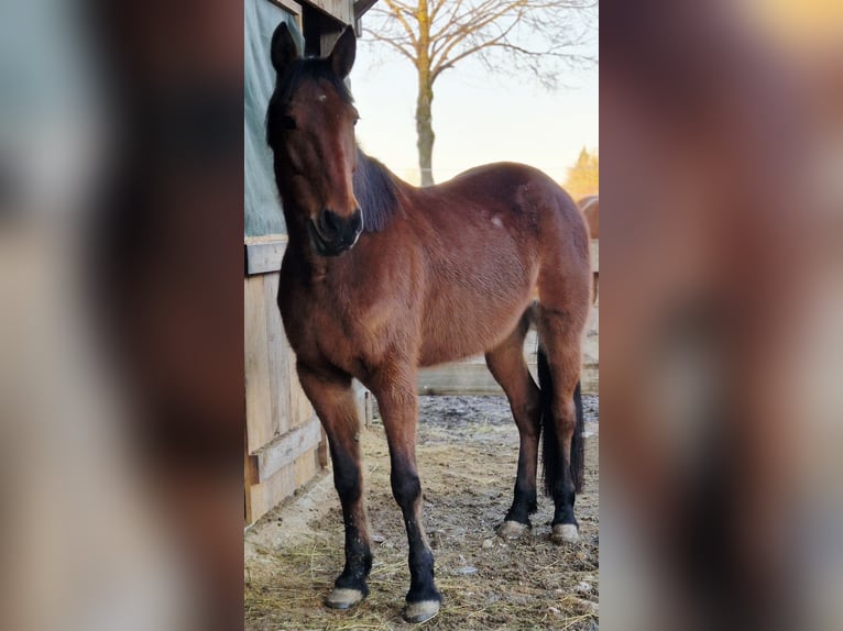 Cob Jument 14 Ans 166 cm  in Egling