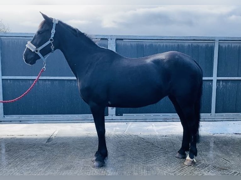 Cob Jument 15 Ans 153 cm Noir in Sligo