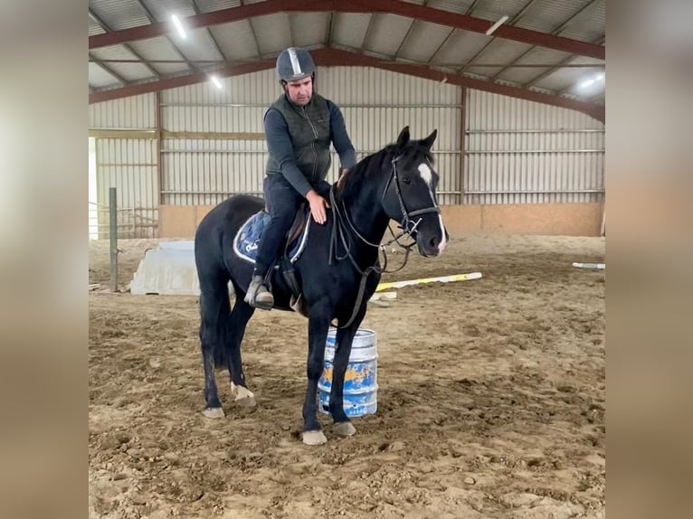 Cob Jument 15 Ans 153 cm Noir in Sligo