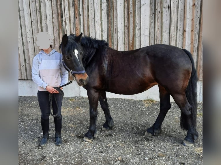 Cob Jument 15 Ans Bai brun foncé in Eberhardzell