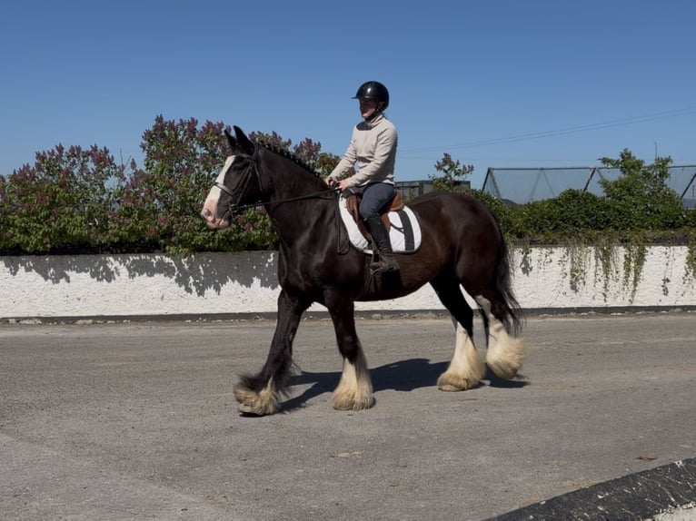 Cob Jument 16 Ans 153 cm Noir in Co laois