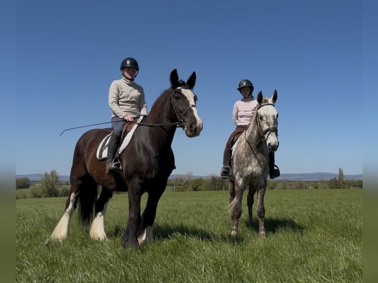 Cob Jument 16 Ans 153 cm Noir in Co laois