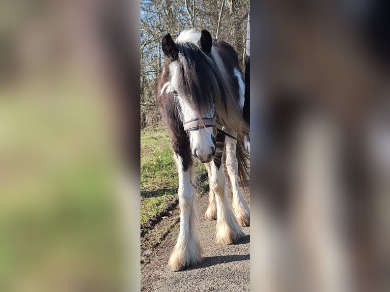 Cob Jument 2 Ans 125 cm Pinto in Ureterp